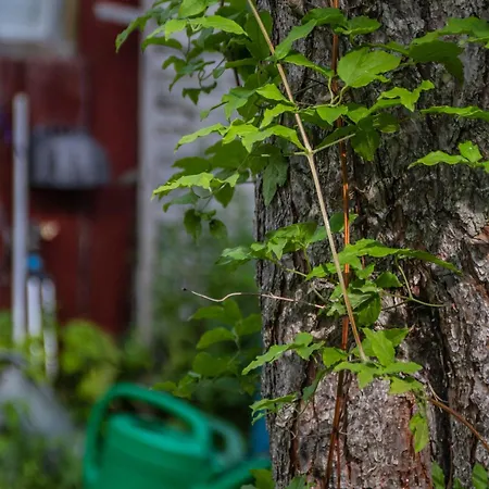 Vanaisa Juures Maal مكان تخييم Tammiku (Laane)